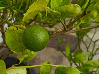 Vibrant Green Lime Hanging on Tree Branch with Lush Leaves.