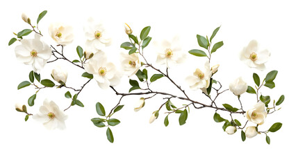 Elegant Top View Floral Magnolia Branches Arrangement