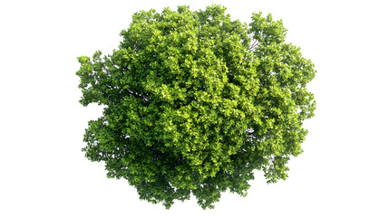 Aerial View of Isolated Mangrove Tree on White Background