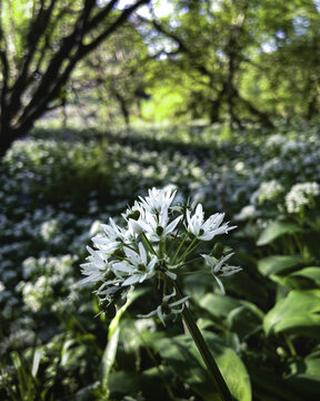 View of a field of wild garlic flowers in full bloom, contrasting against the dark, gnarled branches of the surrounding trees, Bodmin, England, United Kingdom.