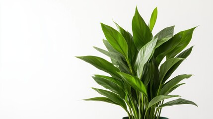 Fototapeta premium Lush green peace lily plant in a pot against a white background.