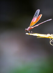 beautiful dragonfly resting on tree trunk