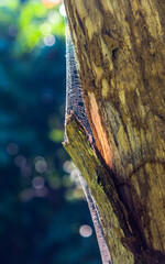 Beautiful spider web on tree trunk