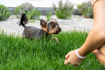 Small dog enjoys playing in the green grass with its owner in a sunny outdoor setting