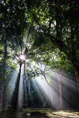 Morning sunrays in the woods