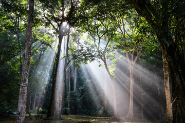 Morning sunrays in the woods