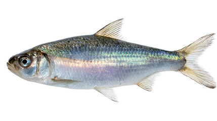 Small silver fish swimming isolated on transparent background