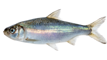 Small silver fish swimming isolated on transparent background