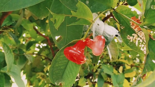 A shot of ripe water apple fruit on the tree with natural background. Footage.
