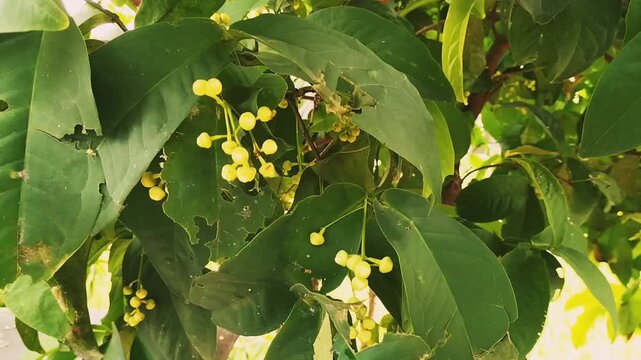 View of raw fresh white java apple hanging on a tree. Water apple on the background of plants.
