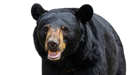 Fototapeta premium Asiatic black bear png bear portrait png wildlife mammal png transparent background image