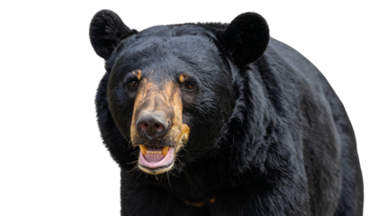 Asiatic black bear png bear portrait png wildlife mammal png transparent background image