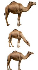 Realistic Image of Camels in Different Poses Isolated on Black Background