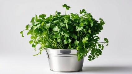 Fototapeta premium Fresh green cilantro plant in a metal bowl, culinary herb, healthy food, and natural ingredients concept.