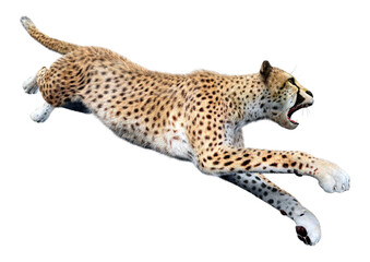 3D Rendering Big Cat Cheetah on White