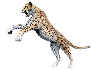 3D Rendering Big Cat Cheetah on White