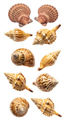 Collection of Seashells on Black Background Illustration