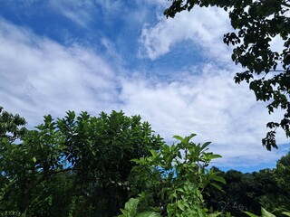 trees and sky