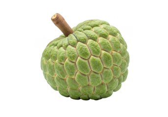 Single ripe green custard apple fruit with brown stem on annona squamosa