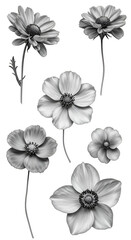 Illustration of Black and White Flowers with Detailed Petals