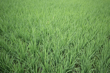 Rice field texture with a bright green color