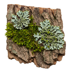 Detailed Photo of Moss and Lichen on Bark