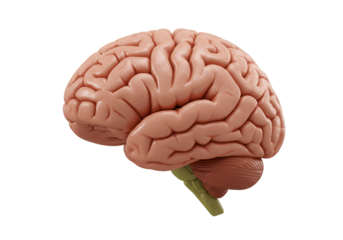 3D Illustration of a Human Brain Isolated on Black Background