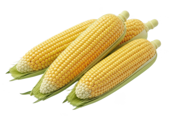 Three ripe yellow corn ears with green husks on maize