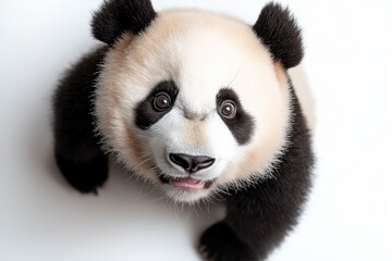Obraz premium Adorable panda bear with black and white fur, cute and fluffy animal in wildlife nature