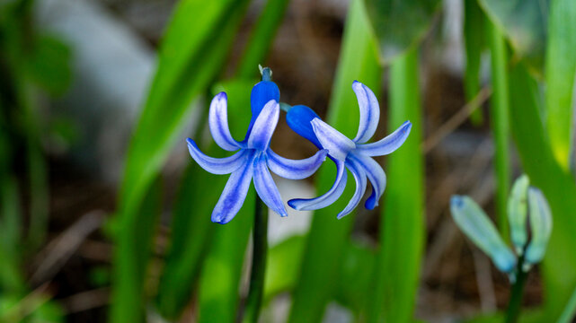 Hyacinthus orientalis, the common hyacinth, garden hyacinth or Dutch hyacinth, is a species of flowering plant in the family Asparagaceae, subfamily Scilloideae. It is native to western Asia, from sou