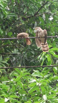 Brood Parasitism. A Jungle Babbler feeds a much larger Common Hawk-Cuckoo chick in a natural outdoor setting. It shows chick&rsquo;s persistent begging and the adult's nurturing response.