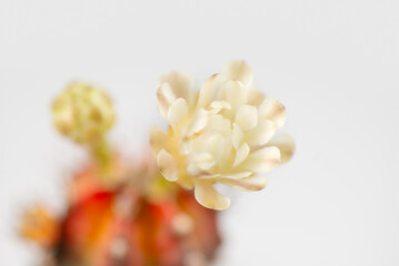 Closeup shot of cactus flowers on white background