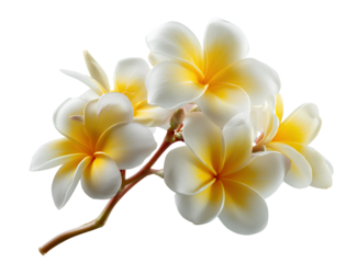 White and yellow frangipani blossoms white background