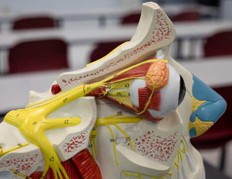 Close-Up of Eye Orbit and Cranial Nerve Anatomy