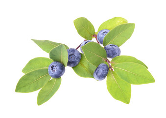 Fresh blueberries with green leave,  isolated on white background, top view