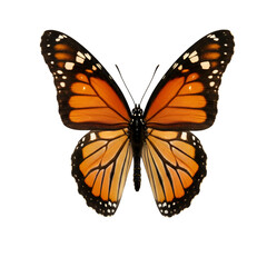 Fototapeta premium Photo of Monarch Butterfly Close Up on Black Background