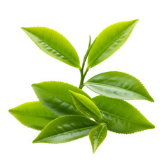 Green Tea Leaves Illustration with Black Background