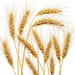 Realistic Photo of Wheat Stalks with Black Background