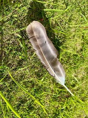 芝生の上の鳥の羽