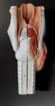 Posterior Trachea Model with Nerve Supply and Muscles