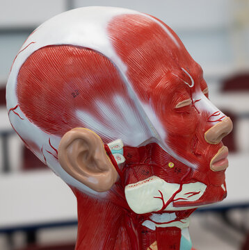 Lateral View Of Head And Neck Muscles Showing Masseter And Temporalis Muscles