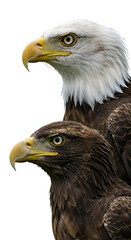 Obraz premium Realistic Photo of Eagles, Majestic Birds of Prey