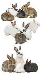 Fototapeta premium Illustration of Cute Rabbits in a Group with Colorful Coats