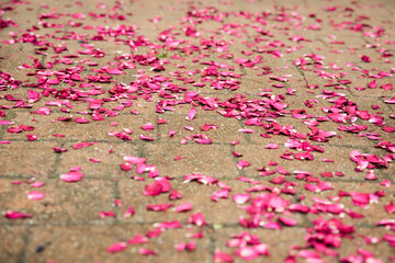 Blütenblätter im Sand als romantisches Detail