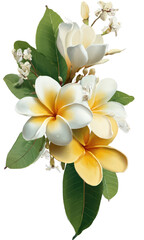 Close-up of a bouquet of tropical flowers,  creamy yellow and white plumeria with  green leaves and small white blossoms