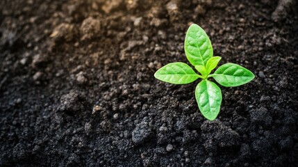 Small plant sprout in soil