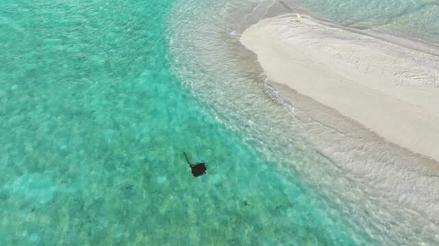 Aerial view of a dark stingray swimming in the clear turquoise water near a white sandbar, creating a striking contrast of colors, Goidhoo, Baa Atoll, Maldives.