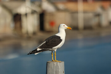 A unique coastal scene where colorful, exotic birds mingle with fishing boats and ocean life — nature and tradition side by side.