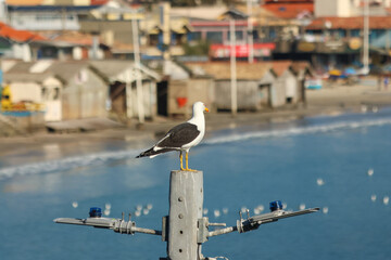 A unique coastal scene where colorful, exotic birds mingle with fishing boats and ocean life — nature and tradition side by side.