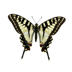 Fototapeta premium Isolated Butterfly on Transparent Background
